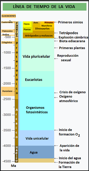 Línea de tiempo de la vida