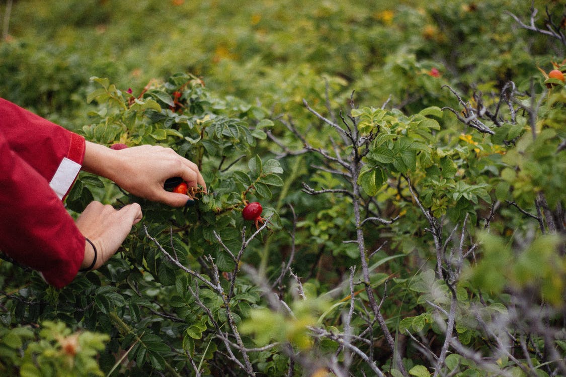 La imagen muestra una mano recogiendo frutos de color rojo de un arbusto.