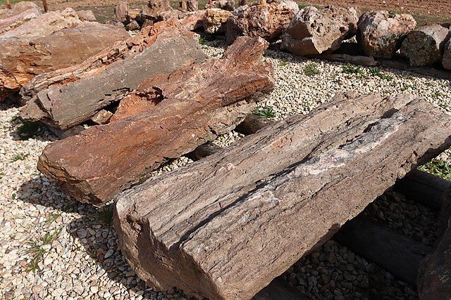 La imagen muestra unos troncos de madera dispuestos uno al lado del otro. 