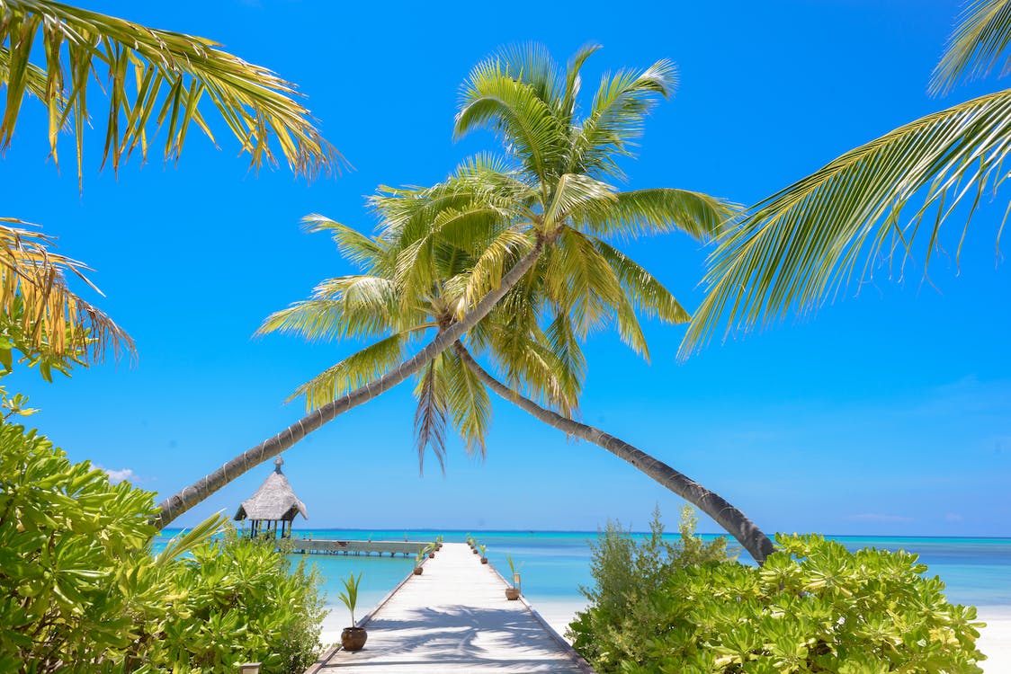 La imagen muestra un paisaje caribeño de una playa con dos palmeras en primer plano entrelazadas en el centro de la imagen con el cielo azul y despejado y playas de arena blanca y aguas cristalinas.