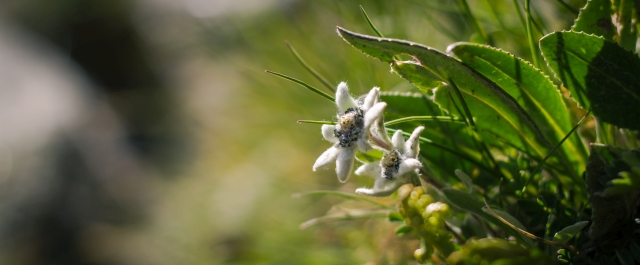 Edelweiss