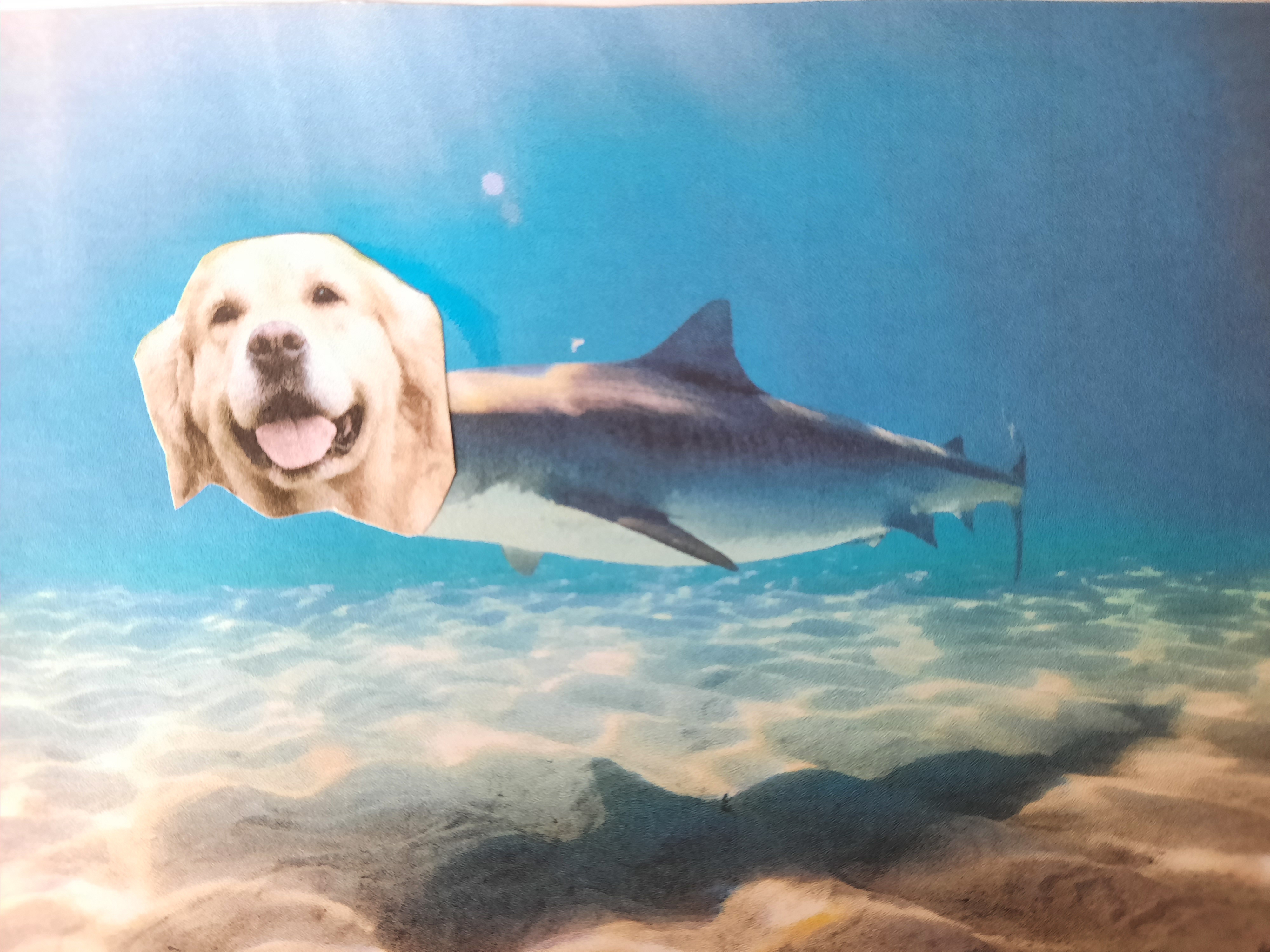 Dog Shark