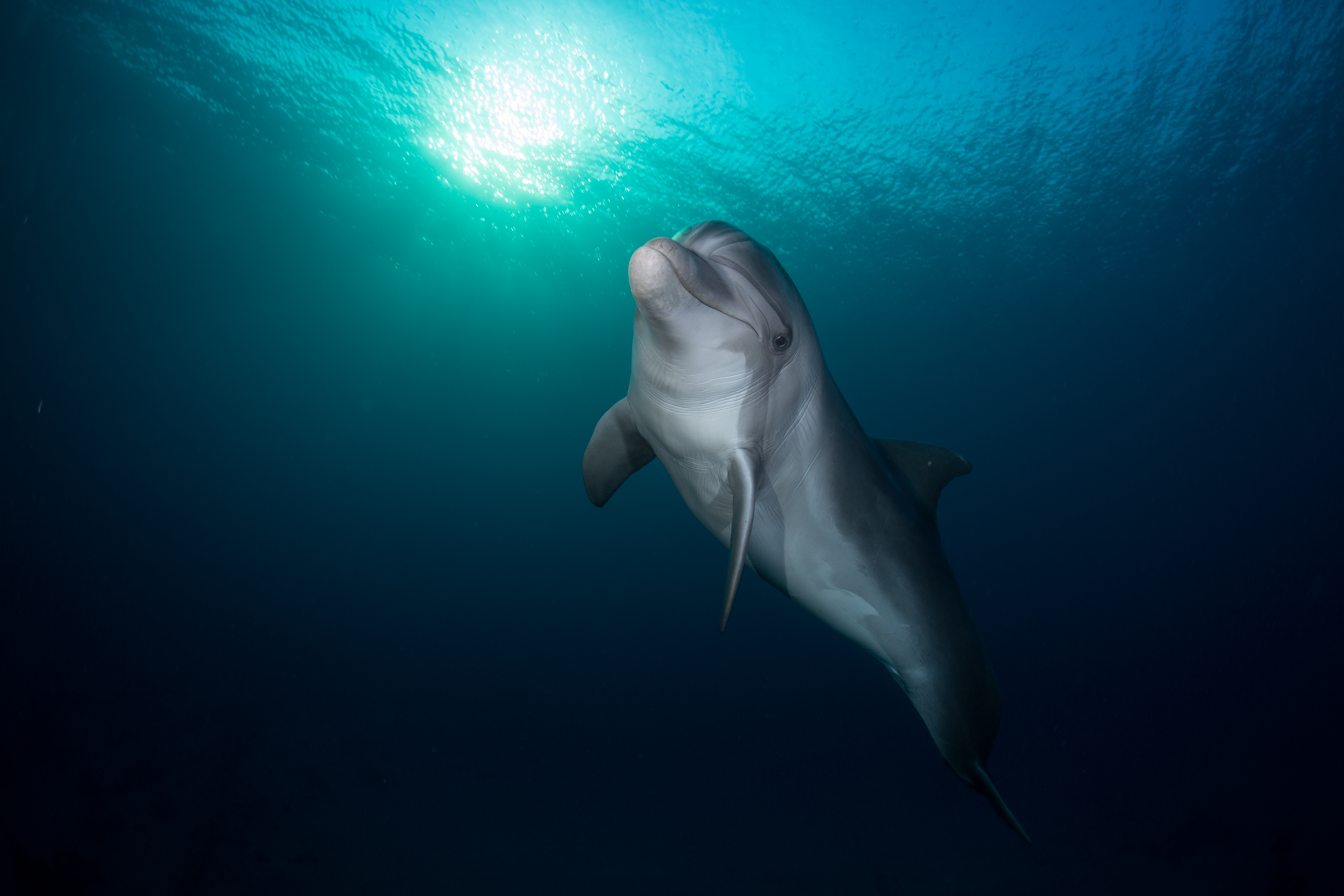 A dolphin into the sea