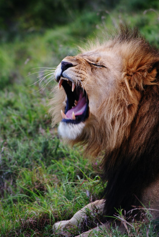 León macho con gran melena tumbado y con la boca abierta