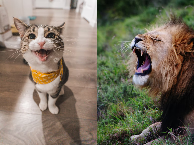 Cat and Lion