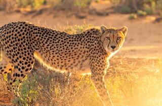 Imagen de un guepardo