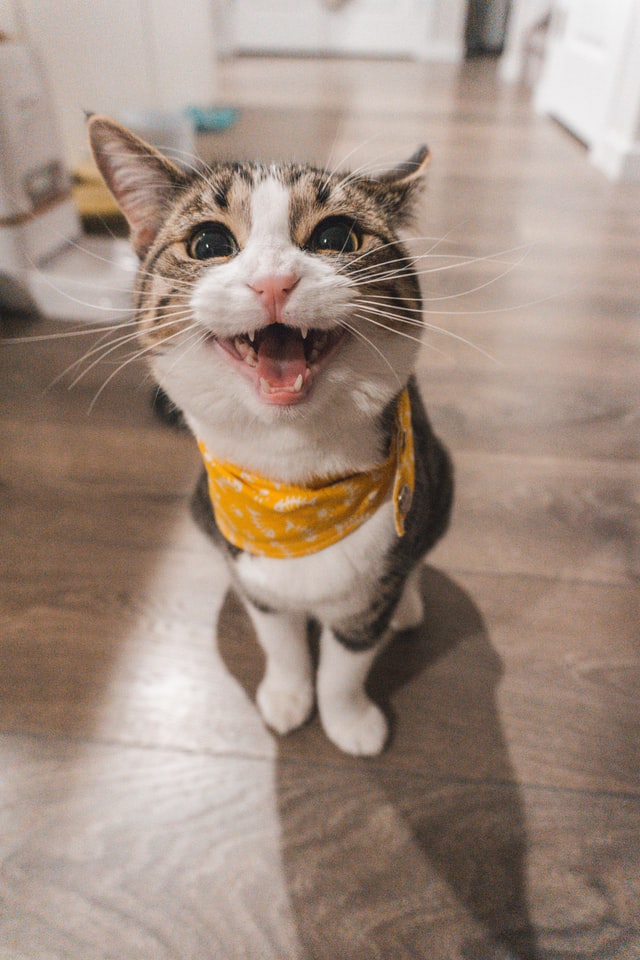 Gato enseñando dientes con pañuelo amarillo en el cuello.