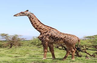 Imagen de una jirafa