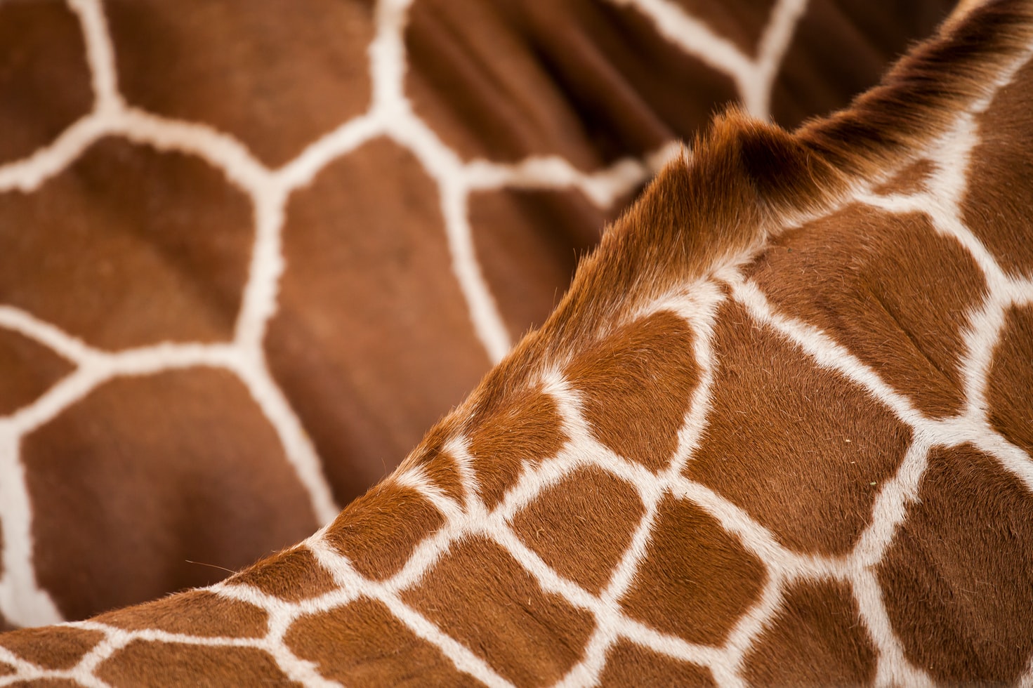 giraffe pattern