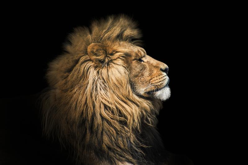 Portrait lion on the black