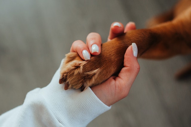 Mano de mujer agarrando pata de perro.