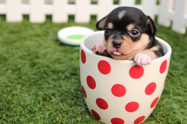 A little dog in a cup