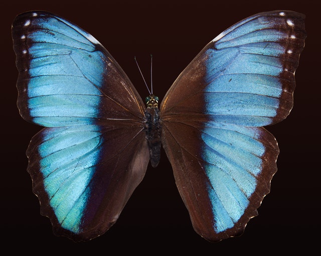 Mariposa Morpho Azul
