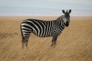 Imagen de una zebra