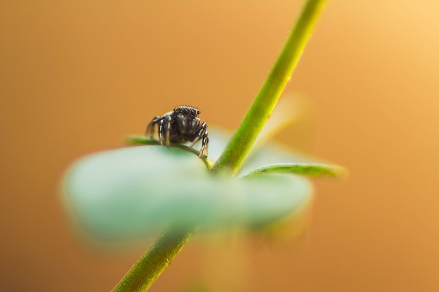 fotografía araña