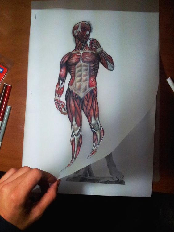 Dibujo anatómico del  David de Miguel Ángel