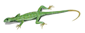 primeros reptiles