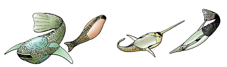 primeros vertebrados