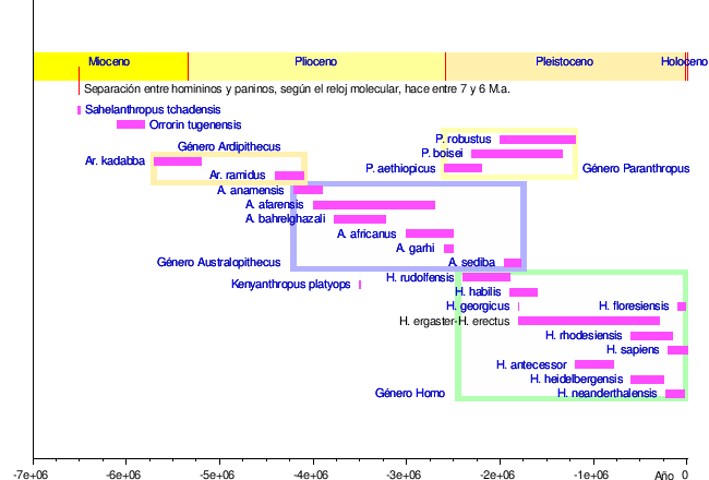 Árboles filogenéticos de homininos