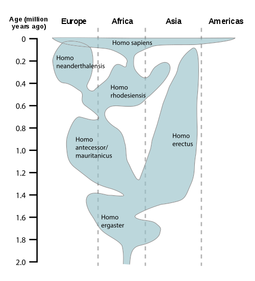 Evolución del género Homo