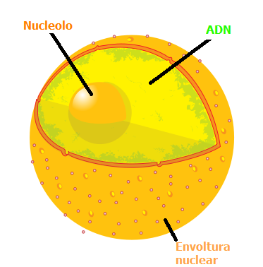 Núcleo