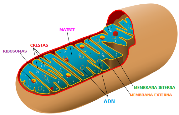 Mitocondria