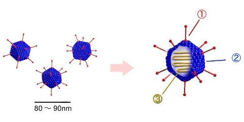 Virus icosaédrico