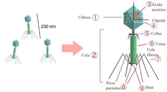 Virus complejo