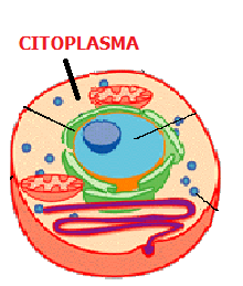 Citoplasma