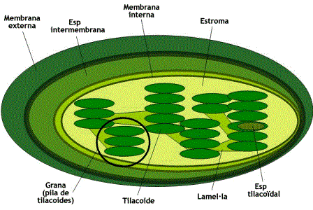 Cloroplasto