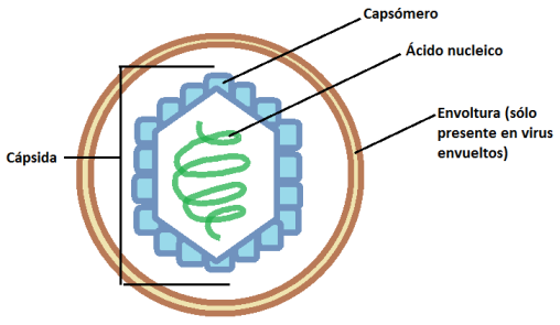 Estructura de virus