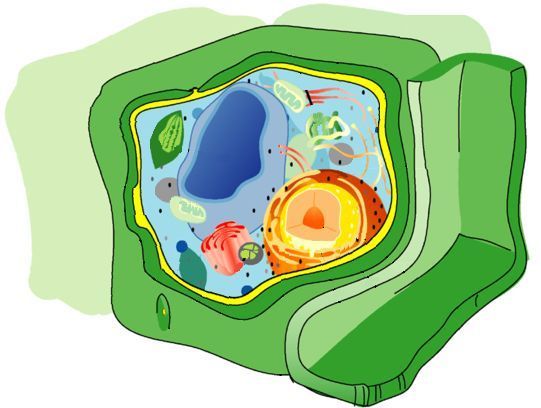 Célula vegetal