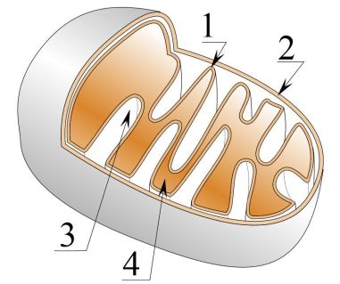 Mitocondria