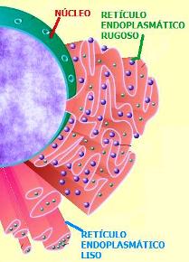 Retículo endoplasmático
