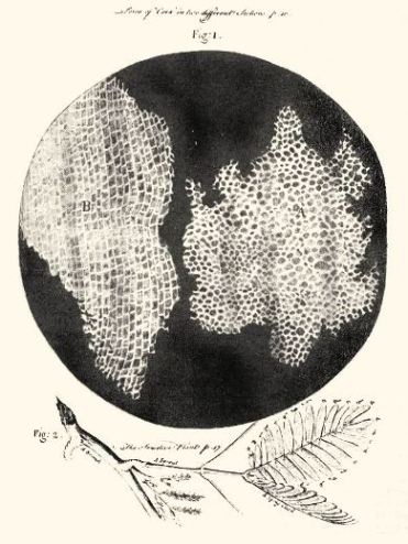 Microfotografía de R. Hooke de células de corcho y hojas de mimosa