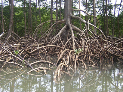 Manglar