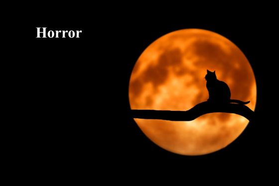 Noche con luna llena y gato en la penumbra.