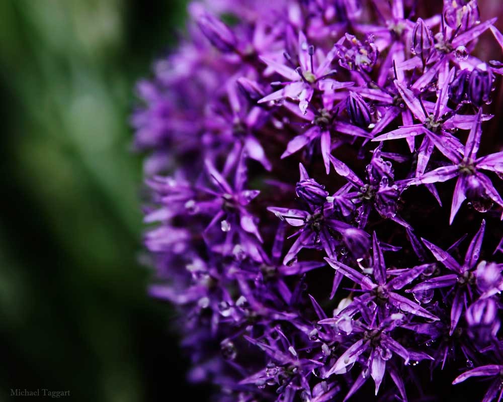 Flores violetas
