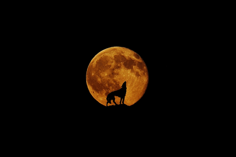 La imagen muestra una luna llena de fondo y delante la silueta de un lobo aullando en la noche.