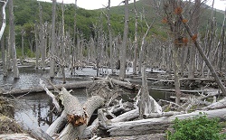 Destrucción del medioambiente