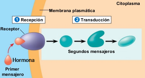 segundo mensajero