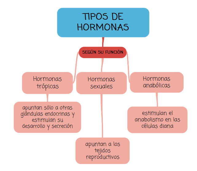 tipos de hormonas