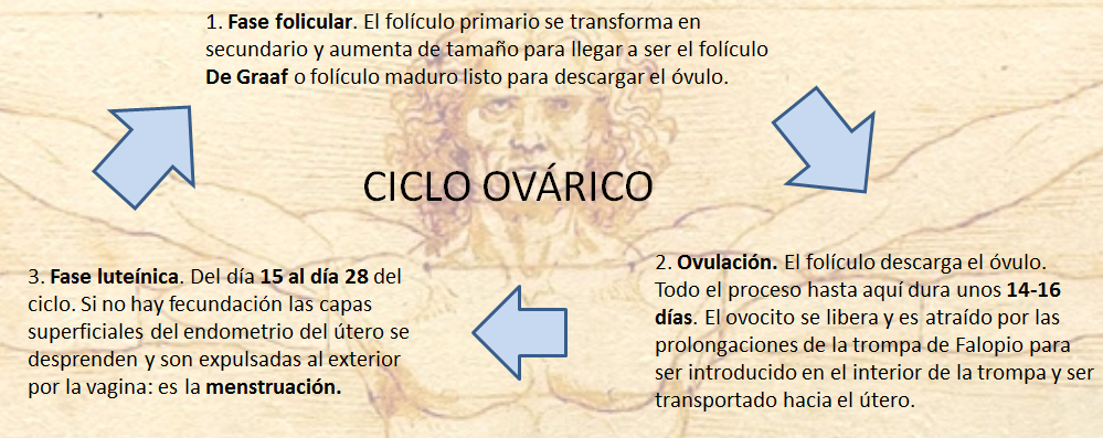 Ciclo ovárico