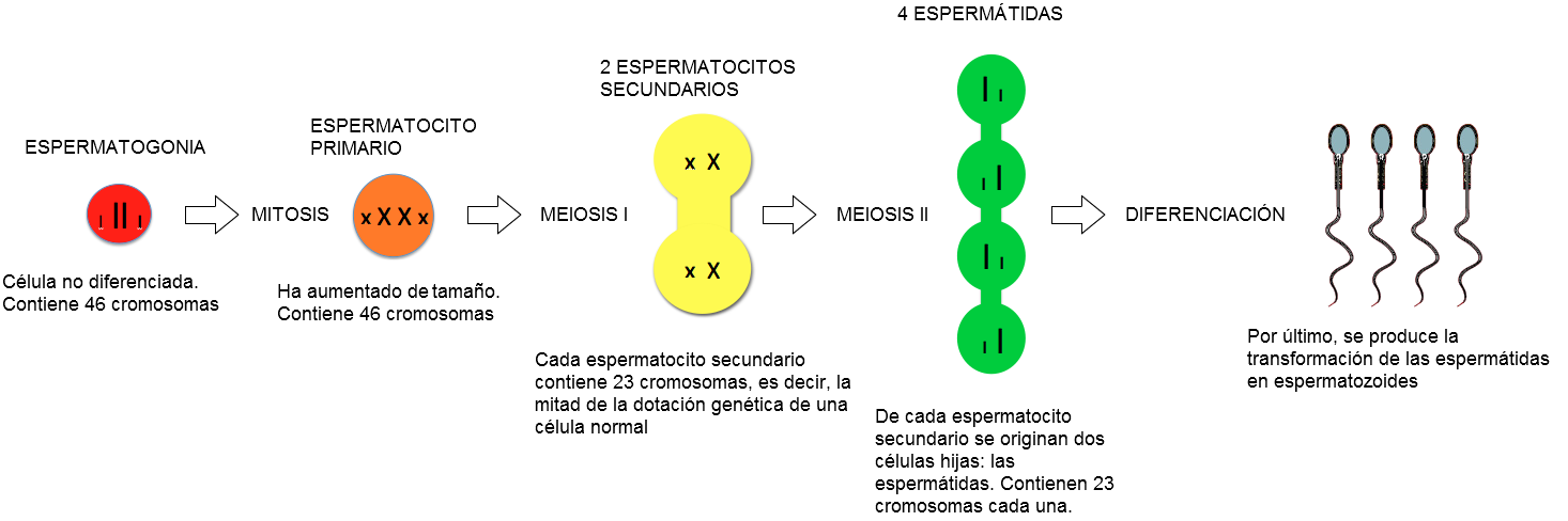 Espermatogénesis