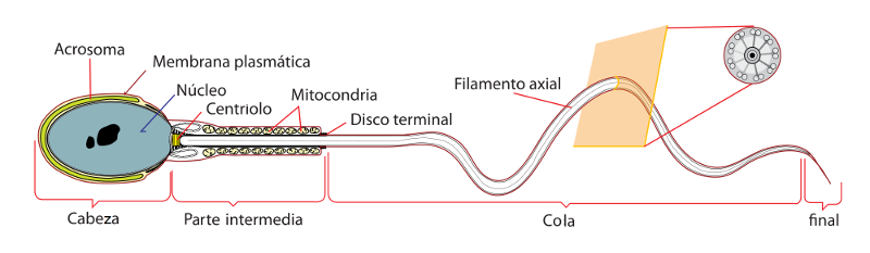 Estructura del espermatozoide