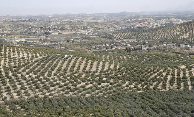 Imagen muestra una foto aérea de un gran campo de olivos.