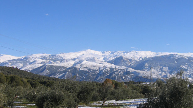 Imagen de un paisaje en el que aparecen una arboleda en primer plano y montañas nevadas al fondo.
