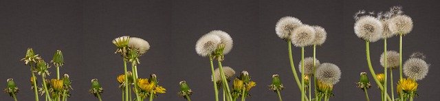 Diente de león/multiplicar