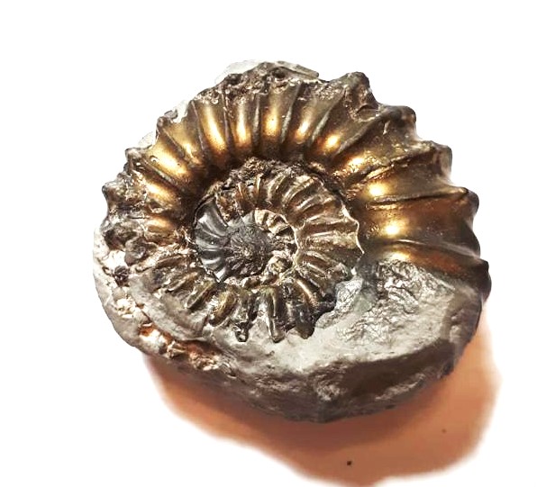 Ammonite piritizado