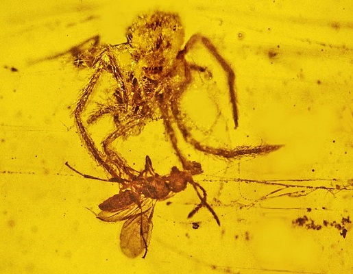 Araña e insecto fósiles en ámbar